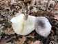 Szürke tölcsérgomba (Clitocybe nebularis), Somogy